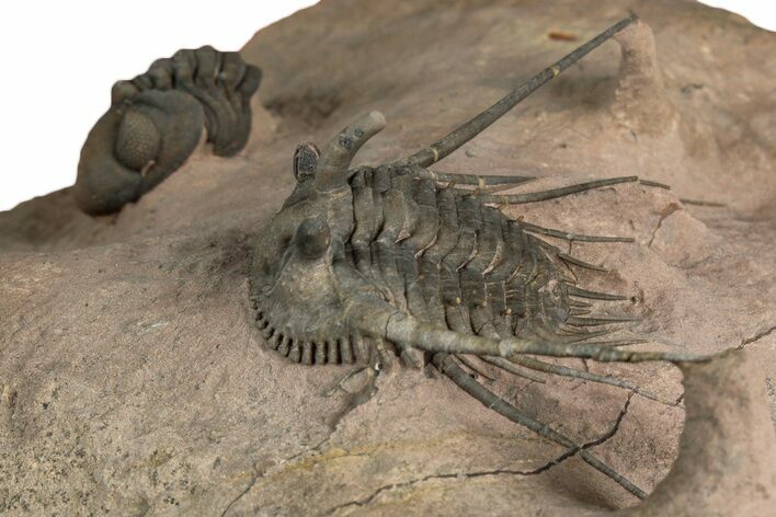 Kettneraspis Trilobite With Long Occipital - Lghaft, Morocco #354428
